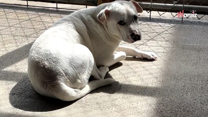 Ce toutou vit la pire déception de sa vie : 19,7K personnes se mobilisent pour lui changer les idées (vidéo)