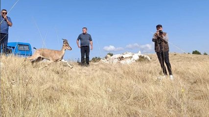 Beş dağ keçisi doğal ortamına bırakıldı