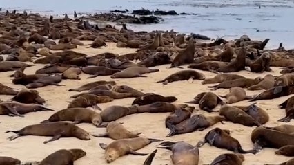 Hundreds of sea lions take over California beach