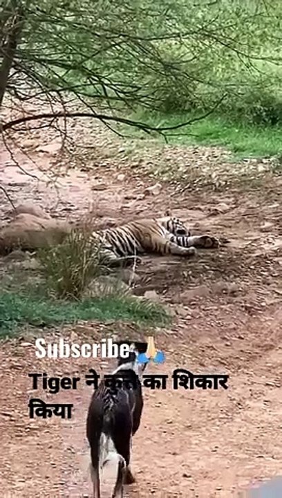 Tiger killed dog at zone 2 Ranthambore National Park,Tiger attack dog #Shorts #bigcat #tiger #yt