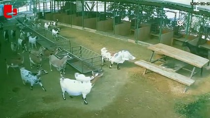 Başına çuval dolanan cüce keçinin diğer hayvanları korkutması kamerada