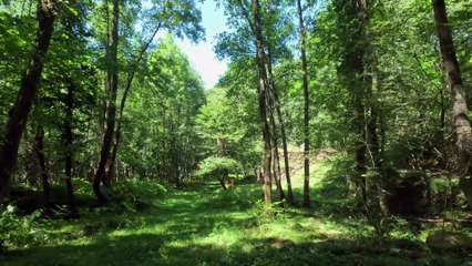 4k resolution Nature - Virtual Hike through the Forest - Vasque Country Travel | Relaxing music and Beautiful relaxing nature