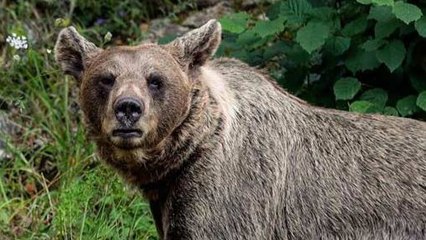Rescatan a un osezno en un incendio en León