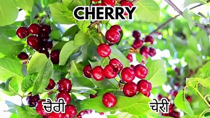 Basic Fruits Names with Pictures for Nursery Kids & Children