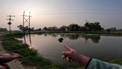 Bufflo batahing in Asian remote village