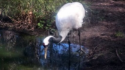 Best Flamingo birds flying in forest