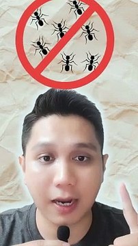 Khả năng chống côn trùng của nhà xây bằng bê tông khí chưng áp