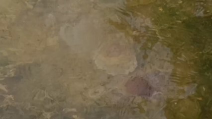 Скачать видео: Decenas de medusas 'huevo frito' se acercan a la orilla en una playa del Mar Menor en Los Urrutias.