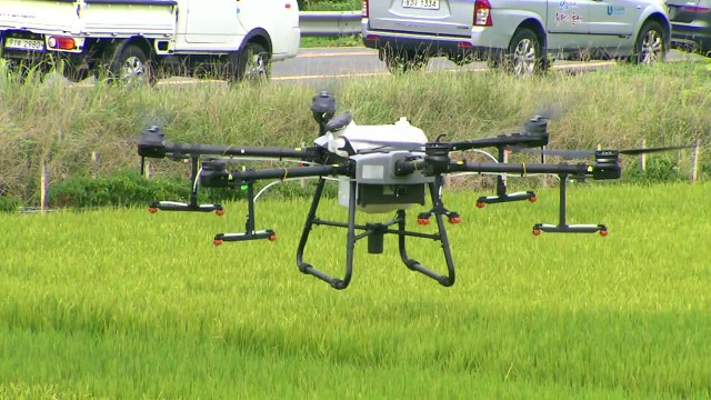 [울산] 드론 활용 벼 병충해 방제...약제비 지원에 큰 호응 / YTN