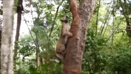Leopard vs Monkey ! Leopard Climbs Tree to Chase Baby Monkey