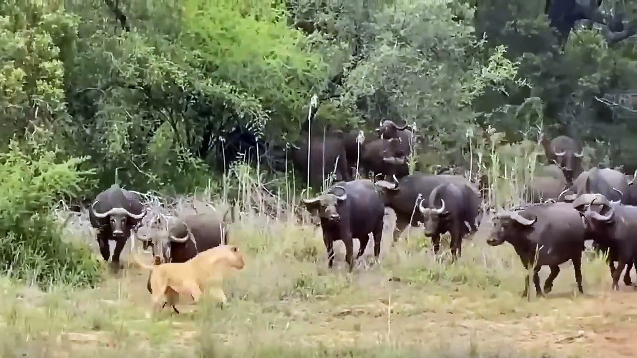 Lion VS Buffalo ! The Battle to The Death!