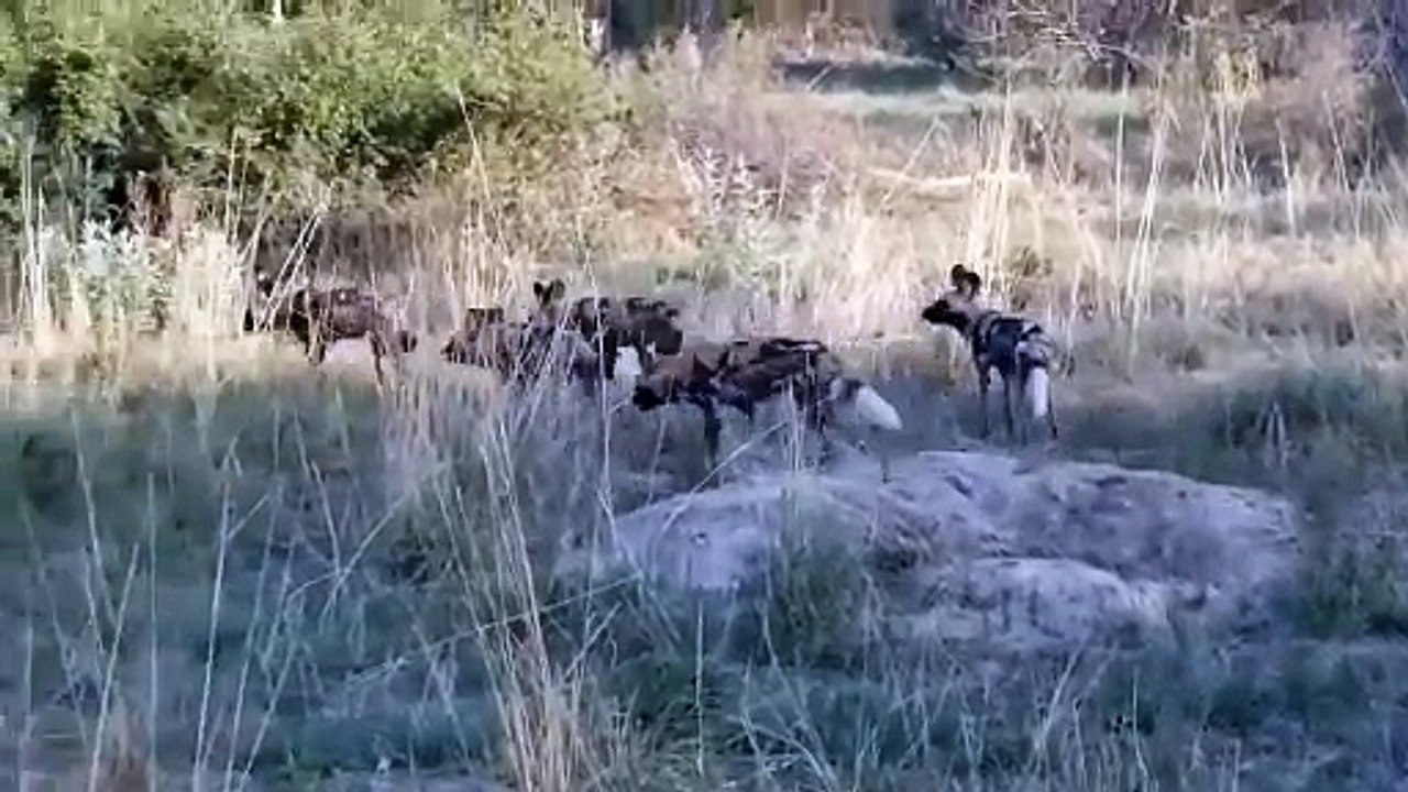 Leopard vs Wild Boar vs Wild Dog! Wild Boar Cawls Into Cave To Avoid Wild Dog  Pack And Being Stalked By Leopard