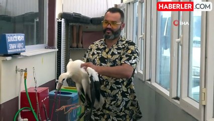 Yolda bulduğu leyleği her gün 1 kilo ciğerle besledi