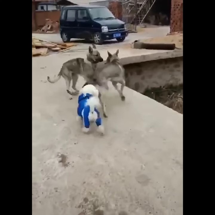 Part 7 Best Funny Animals - Cutest Animals Ever