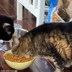 Part 6 Best Funny Animals - Cutest Animals Ever