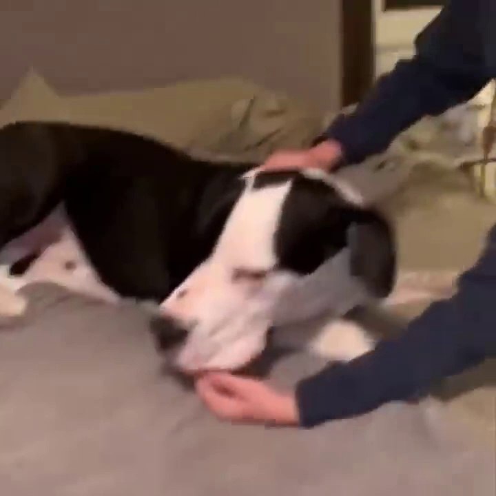 Part 3 Best Funny Animals - Cutest Animals Ever
