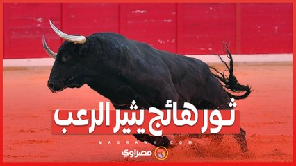 بعد محاولة فاشلة لتهدئته.. الأمن الأردني يطلق النار على ثور هائج