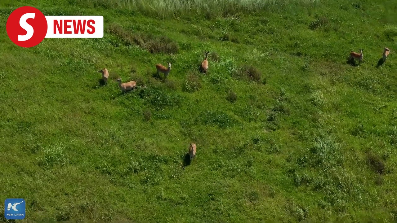 Hainan's Eld's Deer: A symbol of China's ecological success