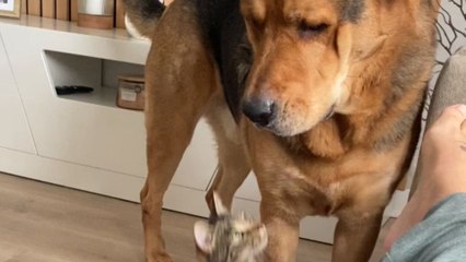 Headstrong 2-pound cat WILL NOT be intimidated by 13-stone dog BFF