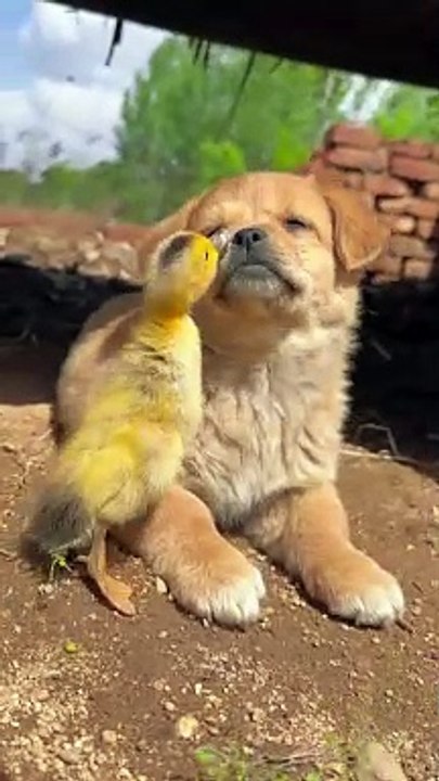 The duckling is repeatedly teasing the puppy.