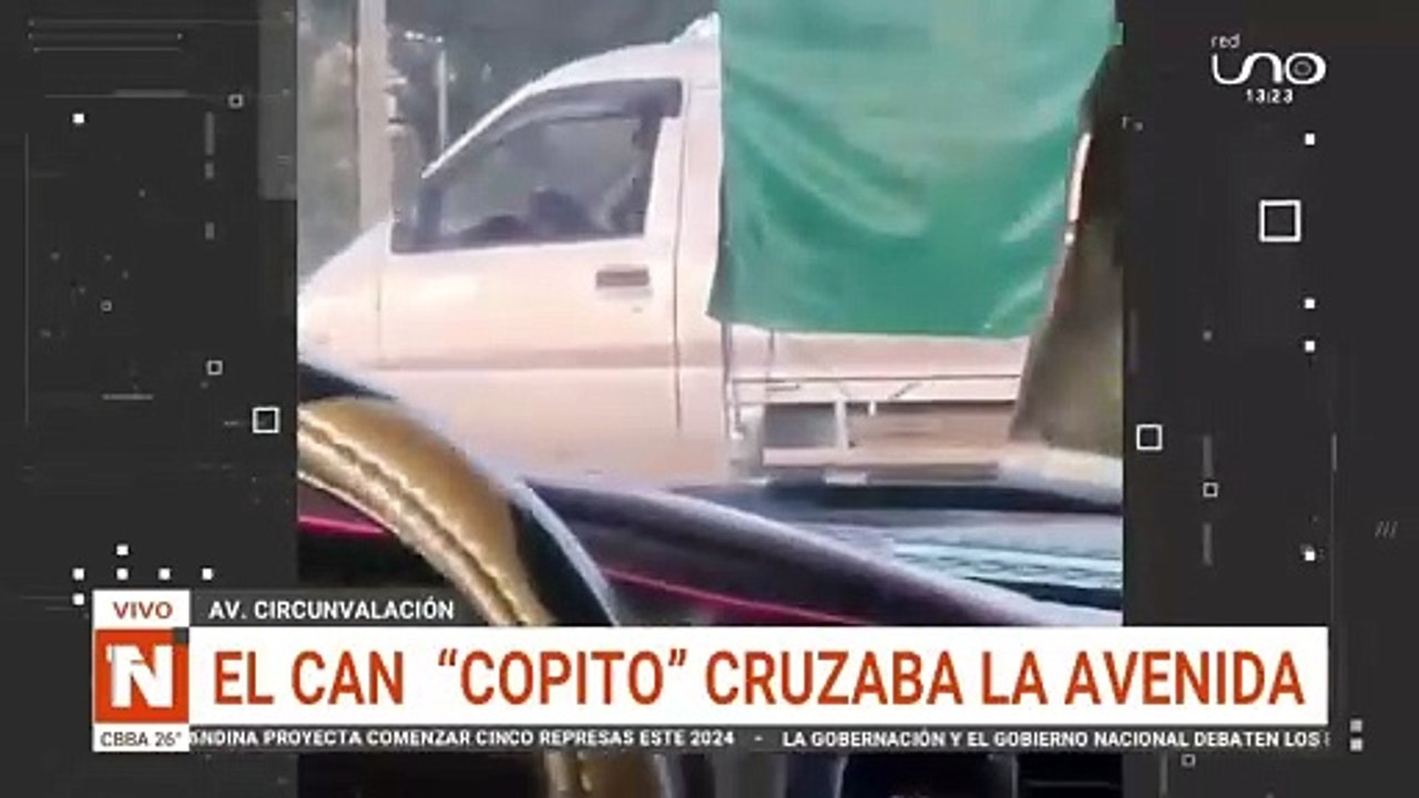 Atropellan a un perro