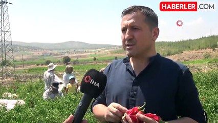 Kilis'te en acı hasat başladı