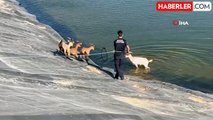 İnegöl'de sulama göletinde mahsur kalan hayvanlar kurtarıldı