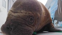 Abandoned malnourished walrus calf nursed back to health in Washington