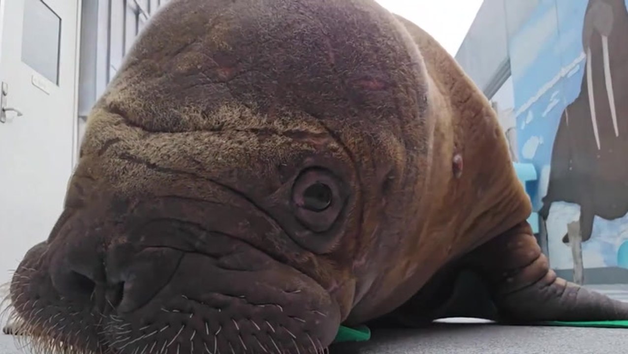 Abandoned malnourished walrus calf nursed back to health in Washington