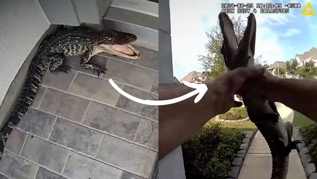 Texas police officer wrangles hissing alligator with bare hands