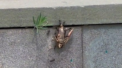 Ants band together to carry huge insect up a step