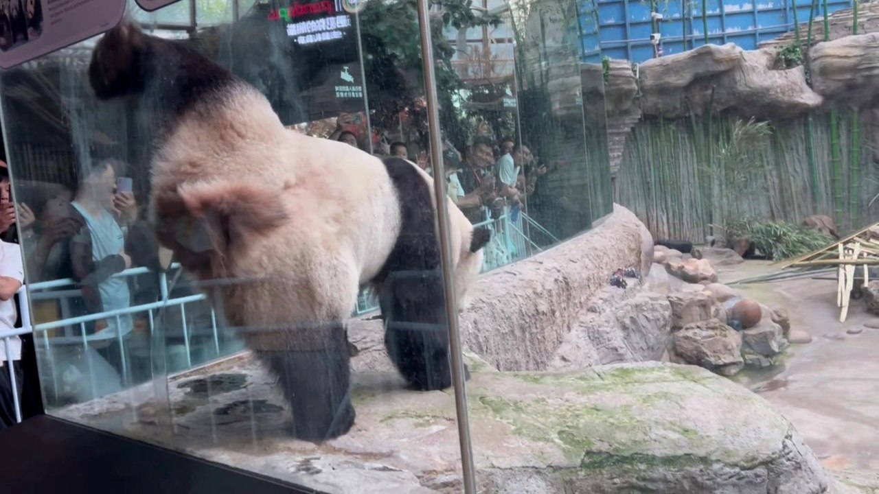Aufmüpfiger panda überrascht besucher mit urinieren auf glasscheibe