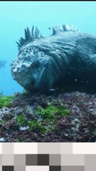 Strange creations under deep sea