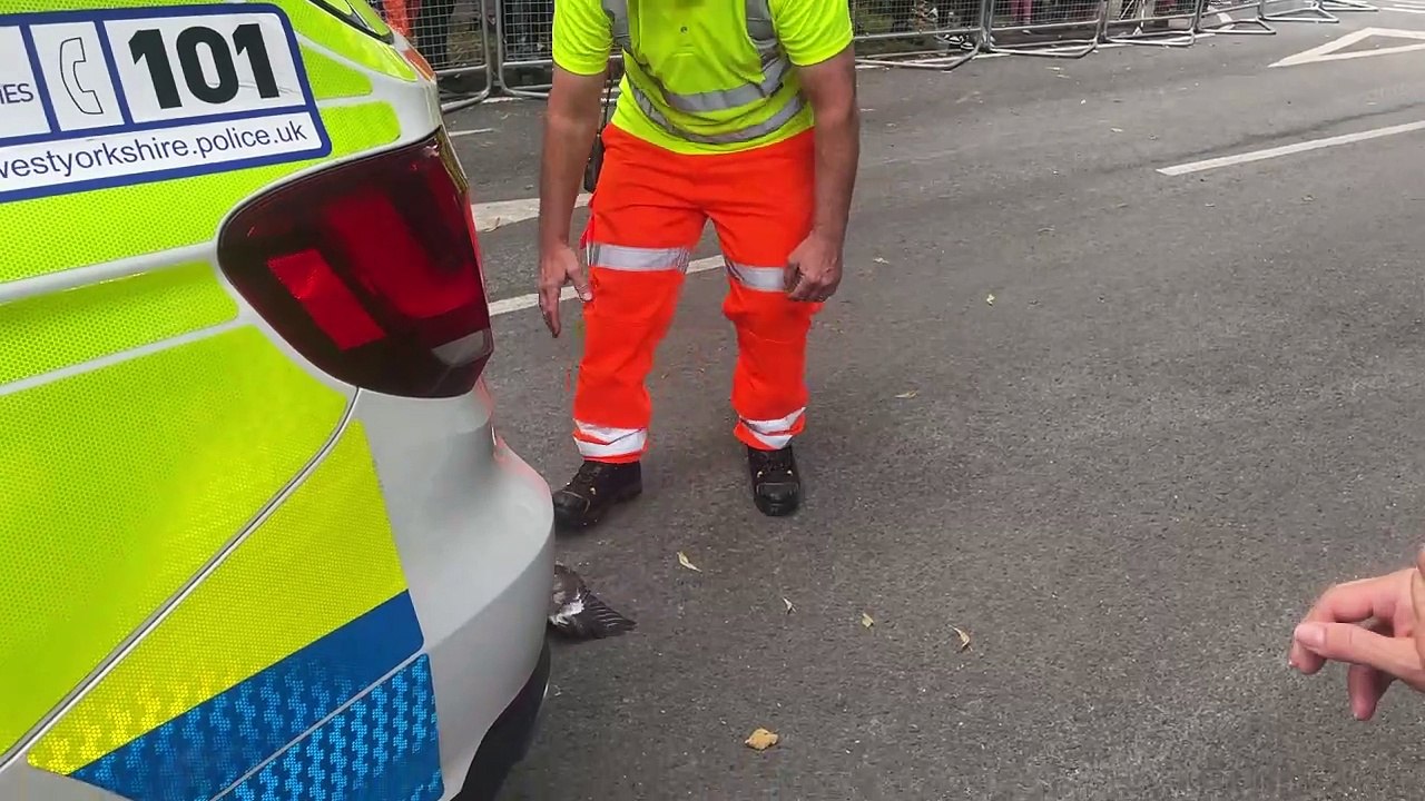 Security escorts pigeon from Leeds West Indian Carnival parade route, minutes before troupes arrive