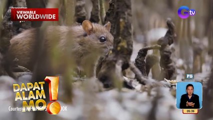 Kaso ng leptospirosis sa bansa, bakit nga tumataas? | Dapat Alam Mo!
