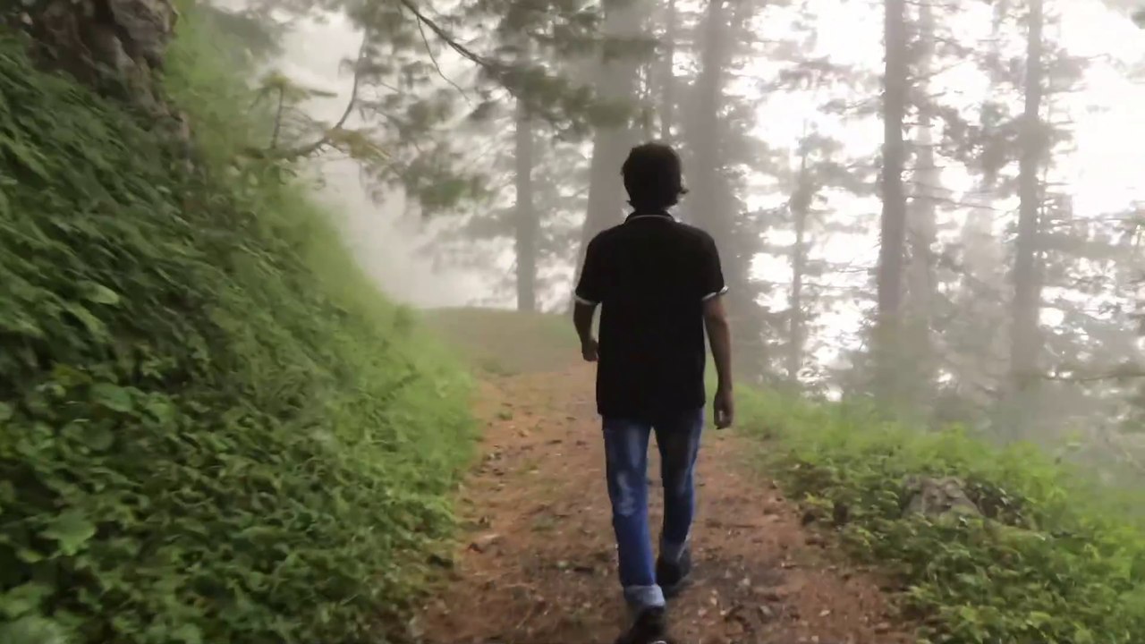 Forest walk