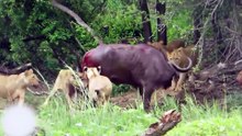 King of the Prairie Lion Hunting Highlights, Brave and Resourceful, Mighty and Domineering