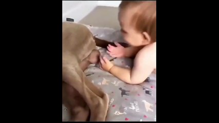 Dog & Kid Fuuny ... LOL