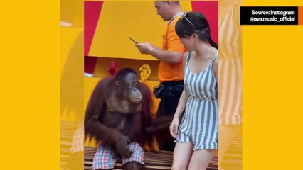 Hulvaton video: Erittäin hellyttävä apina menee liiallisuuksiin hellittelyissä turistin kanssa