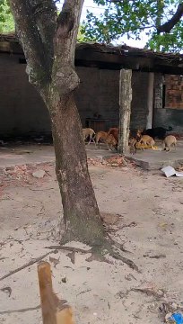 17 cachorros são abandonados em terreno no bairro Jangurussu