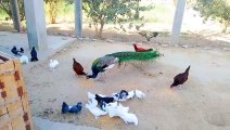 Pigeons Peacocks Chakor Hens Life Playing Moments