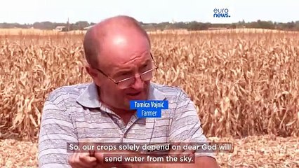 Farmers call for government actions as severe drought in Serbia forces early harvests