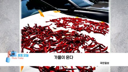 [포토오늘] 가을이 온다  / YTN