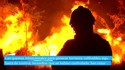 BOLIVIA | Evacúan familias por avance de incendios en Bolivia | EL PAÍS