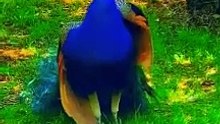 Beautiful Birds really sound