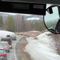 Un spectacle unique au monde : cet immense troupeau de rennes traverse la route en Laponie !
