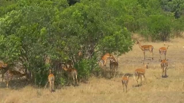 AFRICAN ANIMALS 8K • Relaxing Music #wildlife