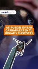 Así puedes evitar garrapatas en tu hogar y mascotas