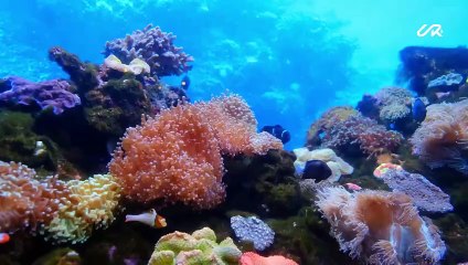This is how felt when I discovered paradise.... THE RED SEA Project, Saudi