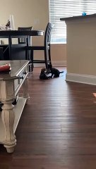 Hyper-active Kitten Keeps Play-Fighting With Two Ca(720P_HD)